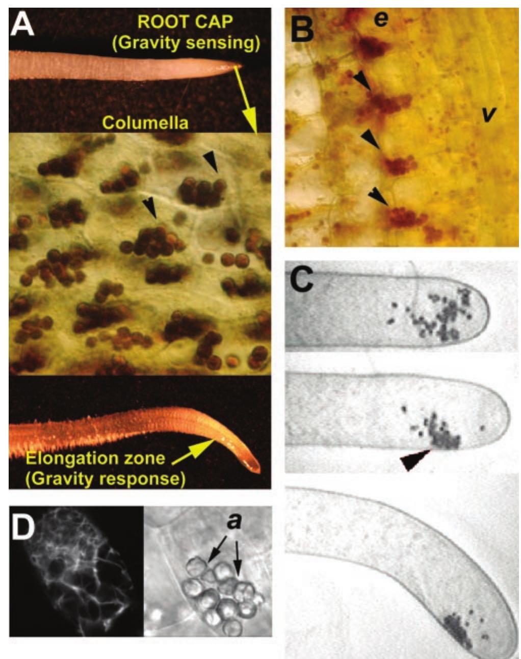 (PDF) Plant Gravitropism. Unraveling the Ups and Downs of a Complex Process