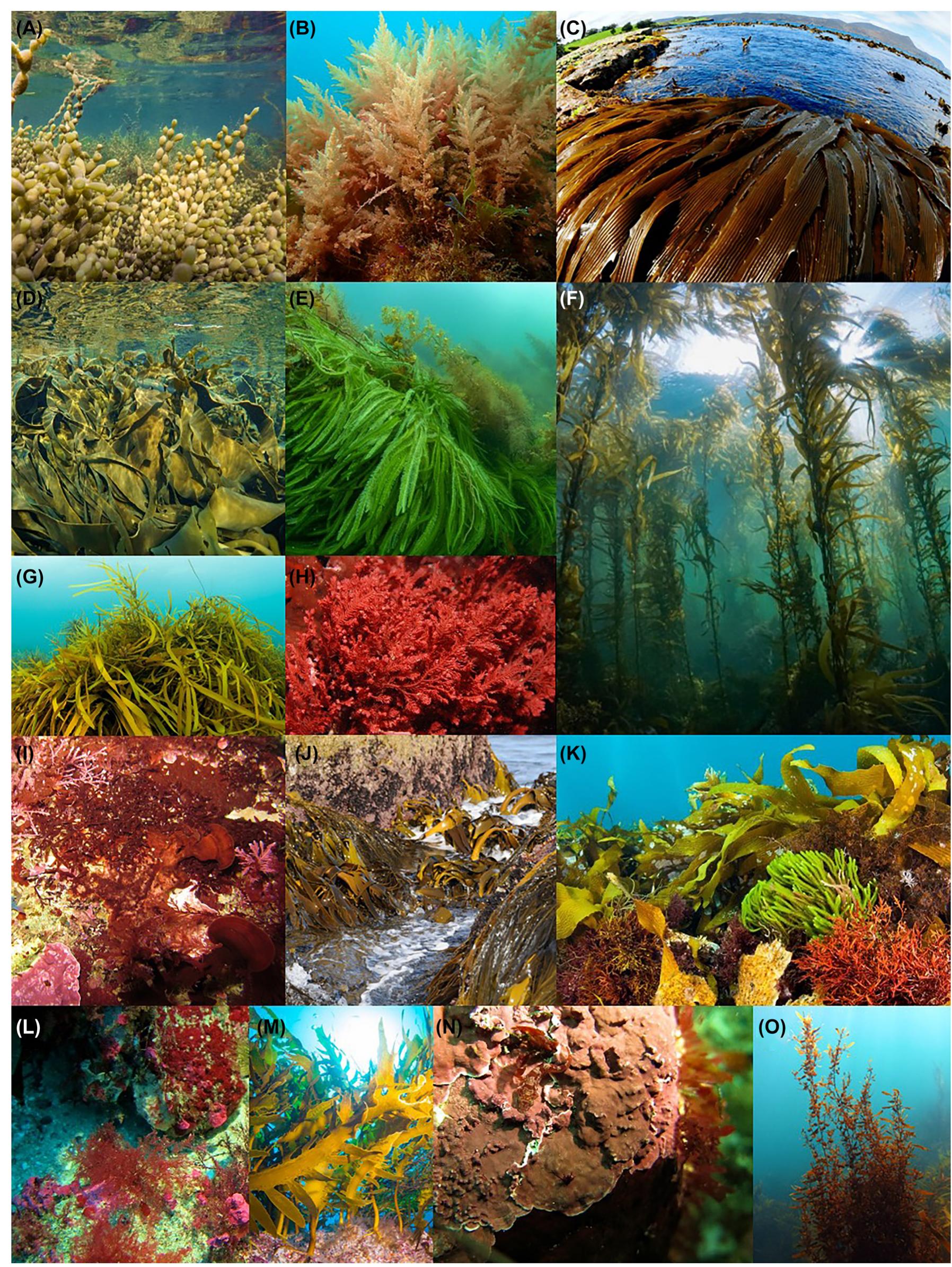 Lessonia Spp (PDF) From Tasmania to the world: long and strong traditions in seaweed ...