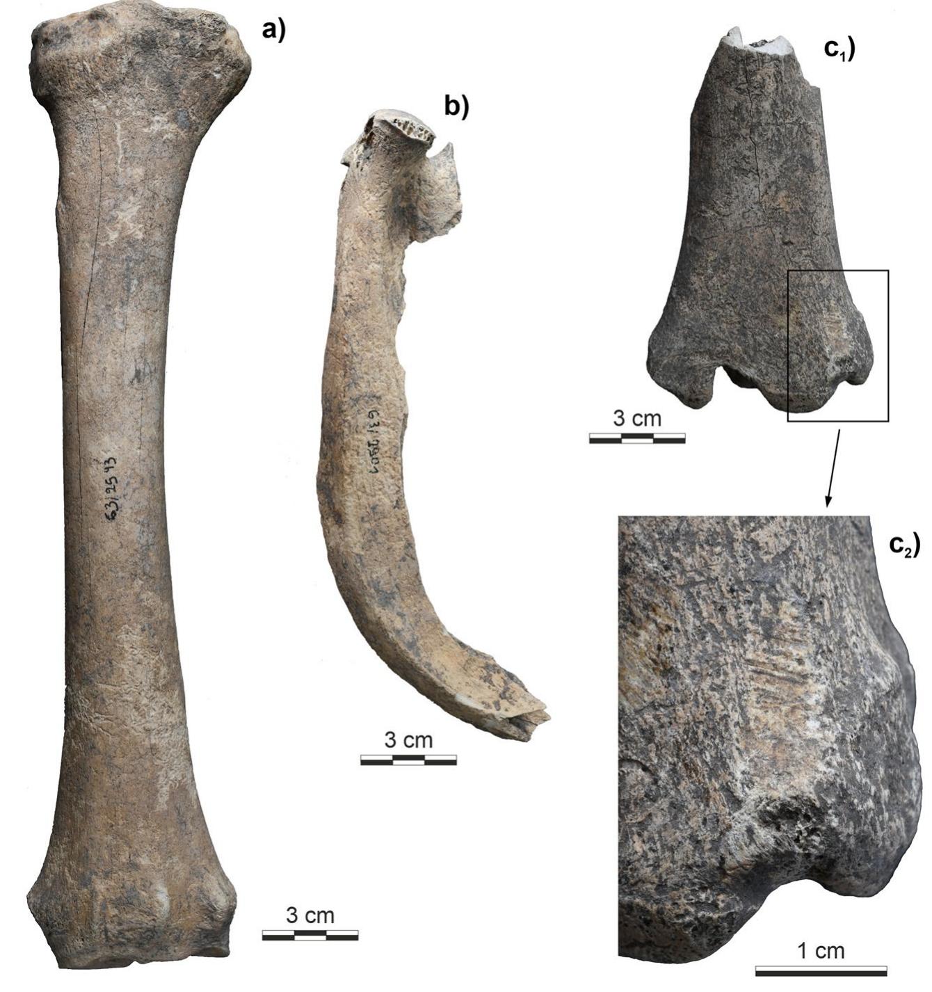 whereas lithic remains of the very coarse sand and gravel frac- tion as well as molluscs prevail in Features 62 and 63. 