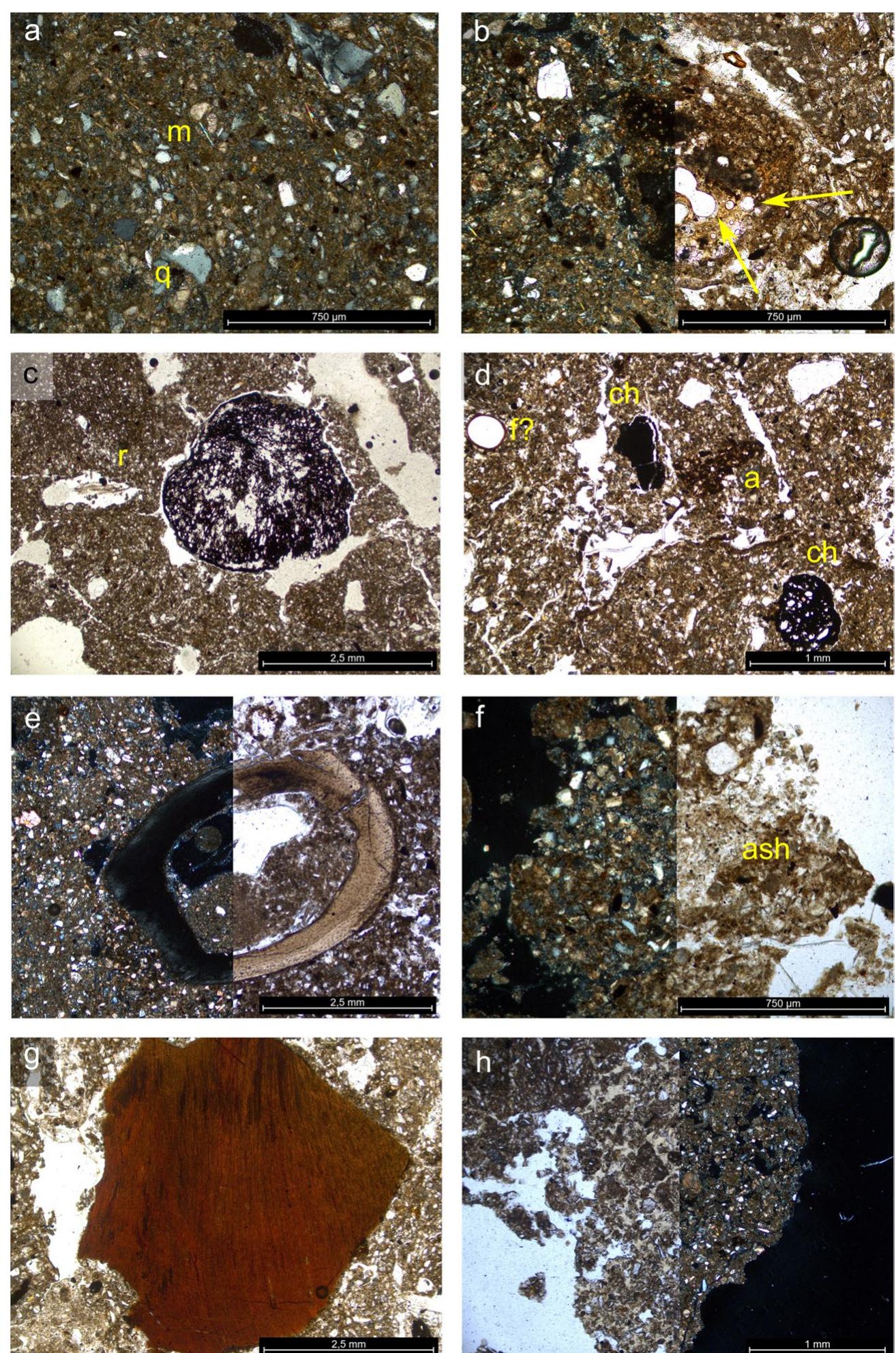 Fig. 14 Haselbach. Photomicrographs of thin sections from Feature 50, illustrating the main features of its deposits: a overview of the groundmass in Feature 50. Quartz [q], feldspars [f] and mica [m] as well as calcite are randomly distributed in a micritic and organic fine matrix. Note the massive structure of one of the few larger aggregates in sample 2370. XPL; b detail of a siliceous slag. Yellow arrows: small vesicles in the structure of the particle. The slag is character- ised by an isotropic nature in XPL (left side of photo); ¢ centre: the porous structure of a charred seed. Bioturbation is visible in the form of channels, some containing fragments of fresh roots [r]. PPL; d overview of the refuse-rich groundmass in object 50. Charcoals and charred seed fragments [ch] as well as burnt clay aggregates [a] and what appears to be an (empty) fungal spore [f?]—or another non-pol- len palynomorph—are randomly distributed. PPL; e section through  a hollow bone with osteocytes (the fine black dots covering the sur- face of the particle). The structure of the bone is well-preserved, although perhaps exposed to heat (based on its grey-brown colora- tion). Left part of the image in XPL; right part in PPL; f aggregate of finely trimmed charcoals and calcitic ashes (yellow arrow). PPL; g detail of a large particle characterised by a reddish-orange matrix withdense row of elongated fibres. Micro-XRF analyses revealed its elemental composition and identify it as bone (perhaps burnt, based on its colour). Left part of the image in PPL; right part in XPL; h aggregate showing a phosphatic-rich matrix (light-yellow material) developed within a calcareous silty clay sediment. Possibly an aggre- gate of phosphatised ashes. Left part of image in PPL; right part in XPL. Graphics: S. Cereda 