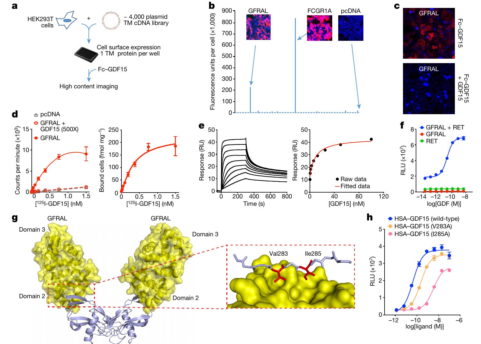 | identification of gfral as the gdf15 receptor. a,