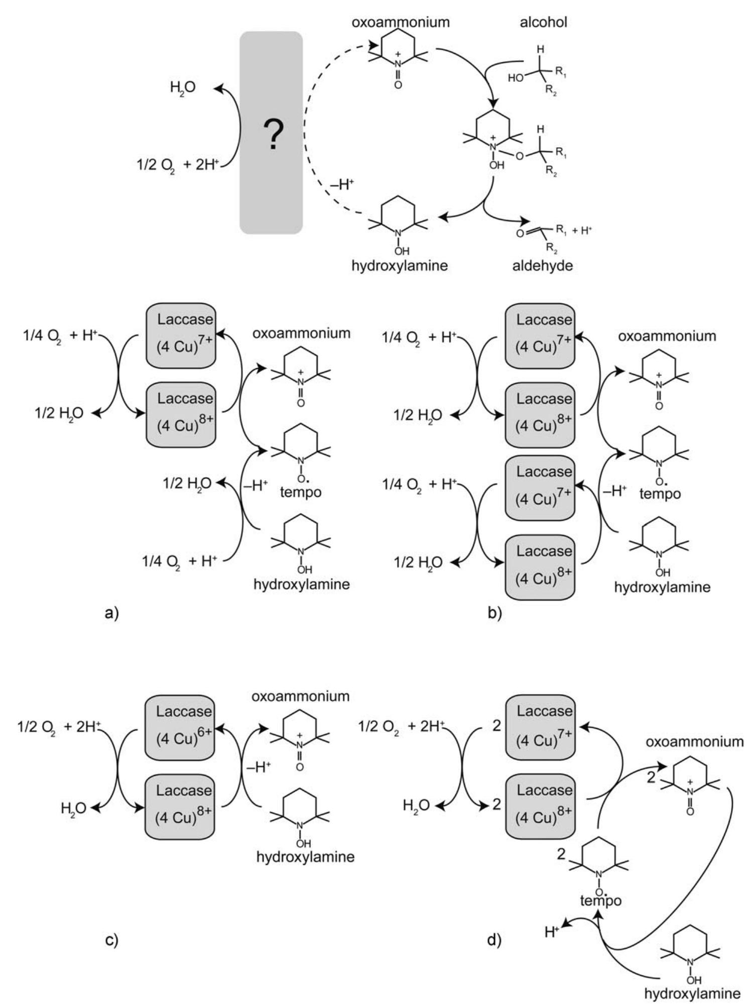 Figure 9 - from Mechanism of Laccase-TEMPO-Catalyzed