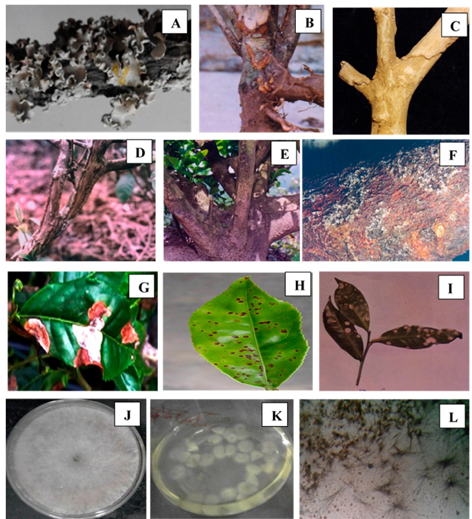 Tea Pathogens (PDF) Bioefficacy of Lecanoric Acid Produced by Parmotrema ...