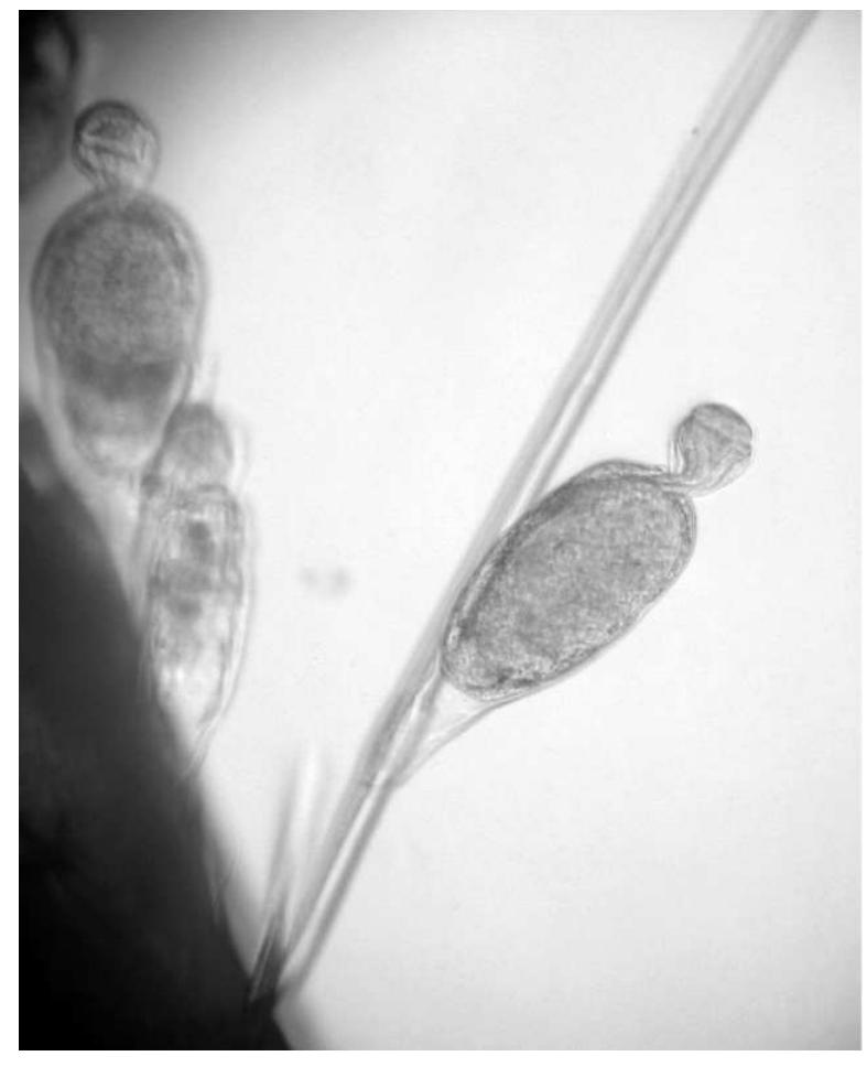 (PDF) Occurrence of the phylum Cycliophora in the Mediterranean