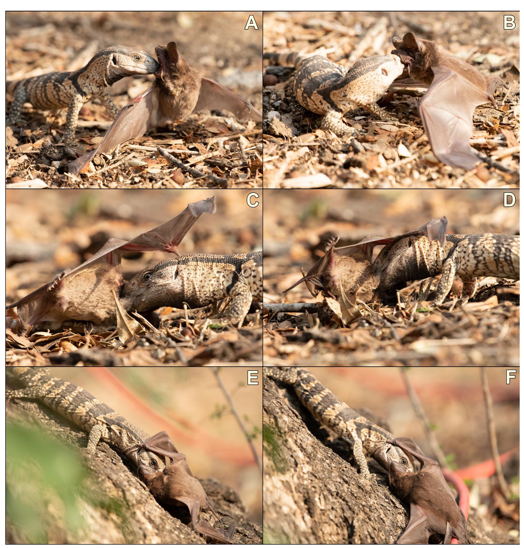 (PDF) Predation attempt by a White-throated Monitor Varanus albigularis ...