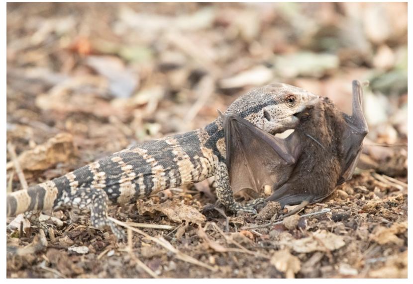 Burrows Monitor (PDF) Predation attempt by a White-throated Monitor Varanus albigularis ...