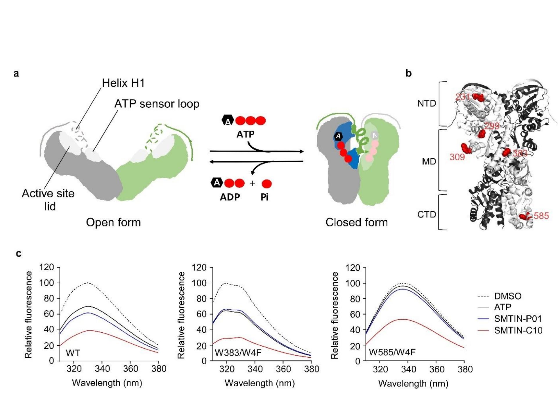 (PDF) Dual Binding to Orthosteric and Allosteric Sites Enhances the ...