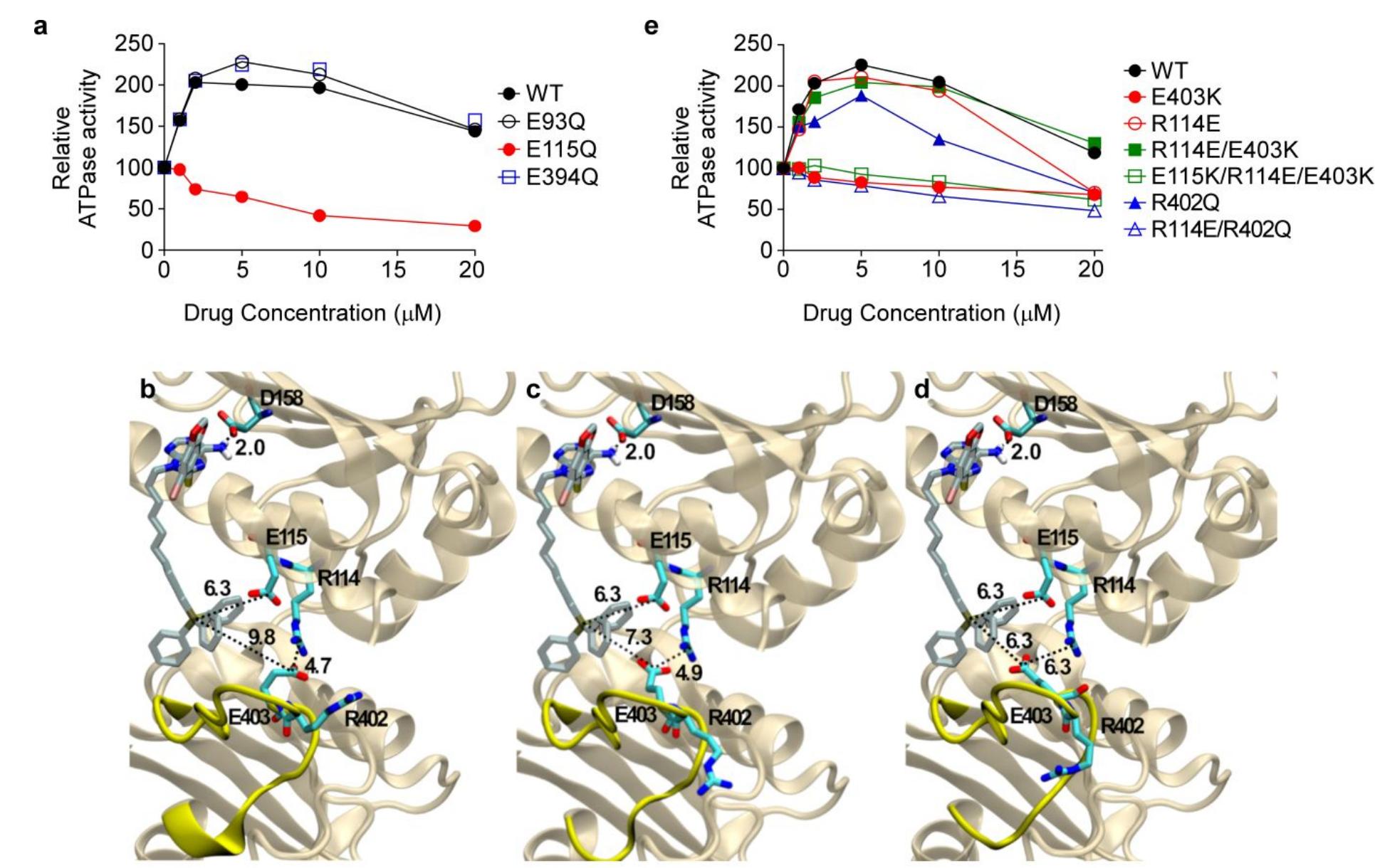 (PDF) Dual Binding to Orthosteric and Allosteric Sites Enhances the ...
