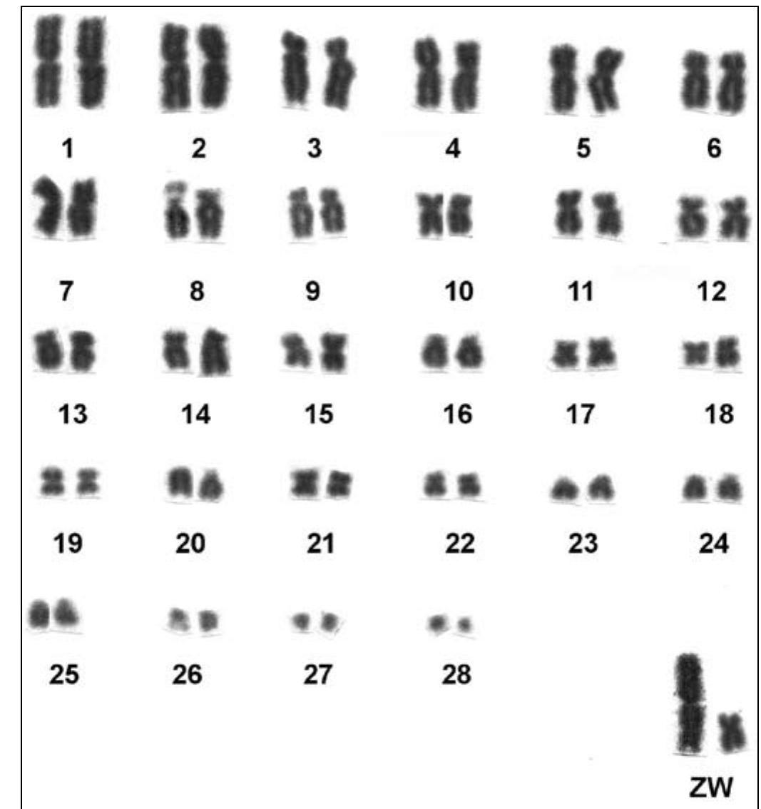 figure_024.jpg