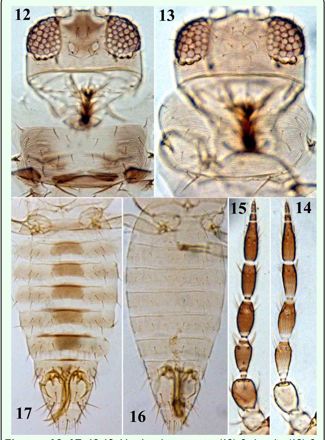 Shingru Insect Figure 3 - A New Species of Scirtothrips Infesting Ginkgo