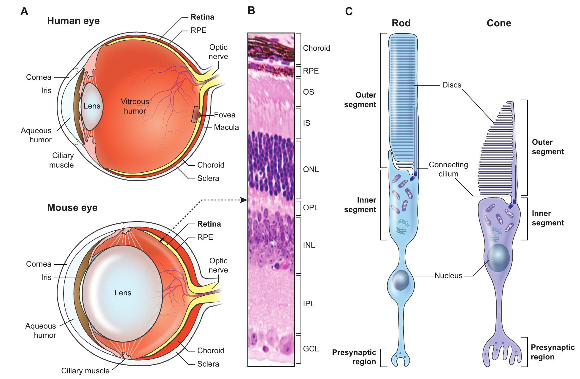 Figure 1 - from Biology and therapy of inherited retinal