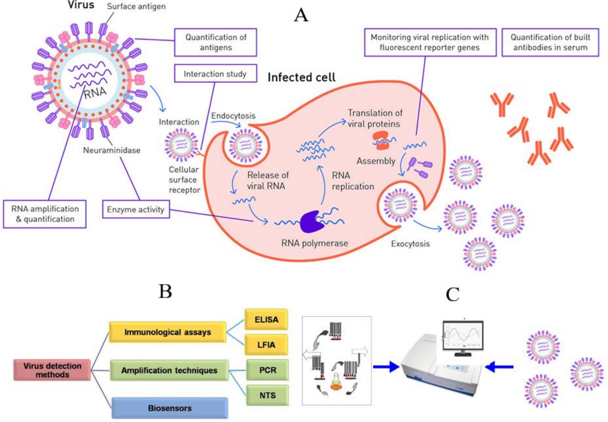 (PDF) Antibody Phage Display Technology for Sensor-Based Virus ...