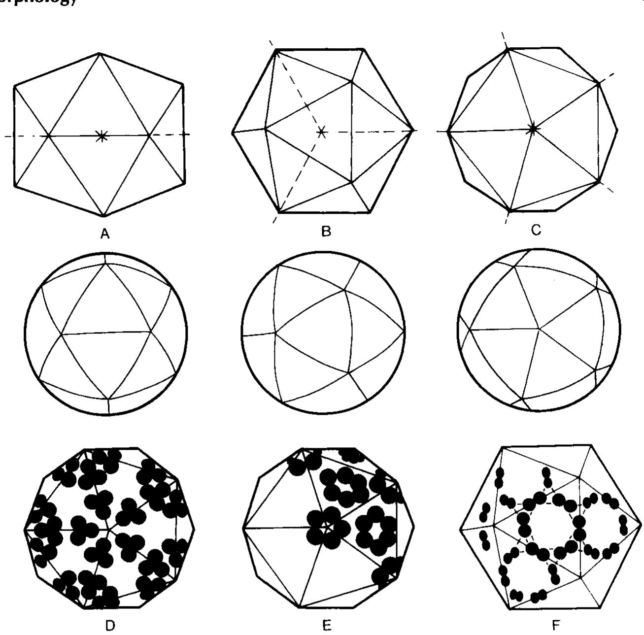 Bulky Form Fic. 1-2. features of icosahedral structure. a regular