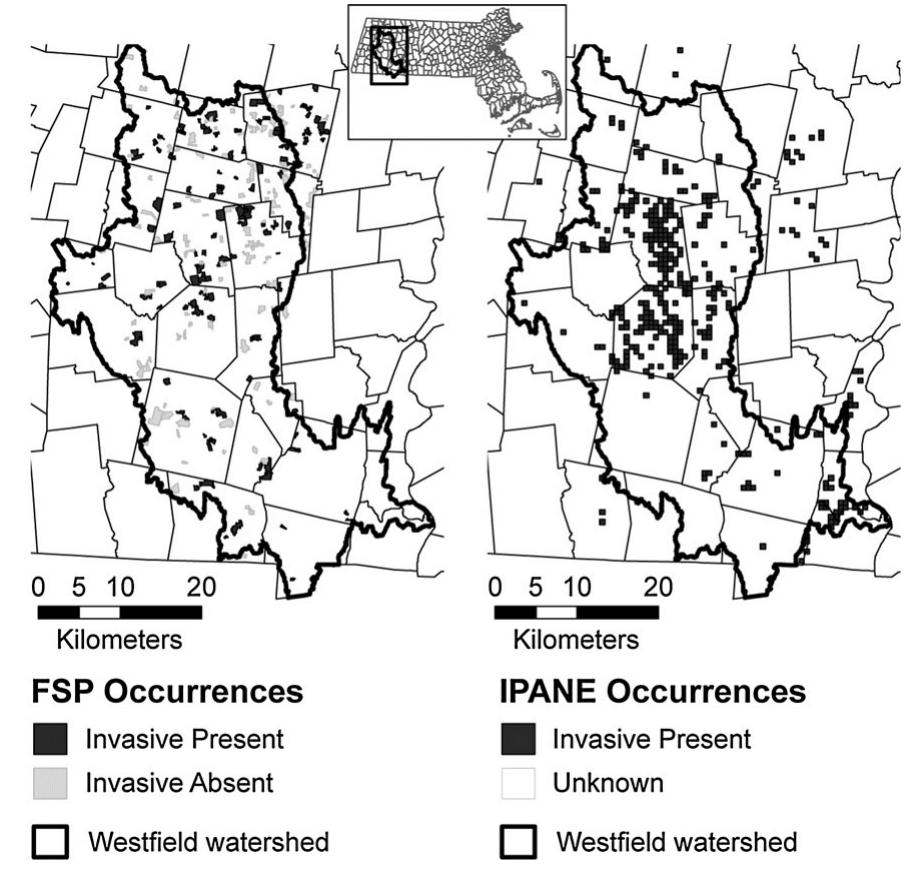 Fig. 1 Westfield watershed showing all Forest Stewardship Plans with invasive species presence (dark grey) or absence (light grey) data (left panel) and IPANE invasive species presence (right panel) used in this study 