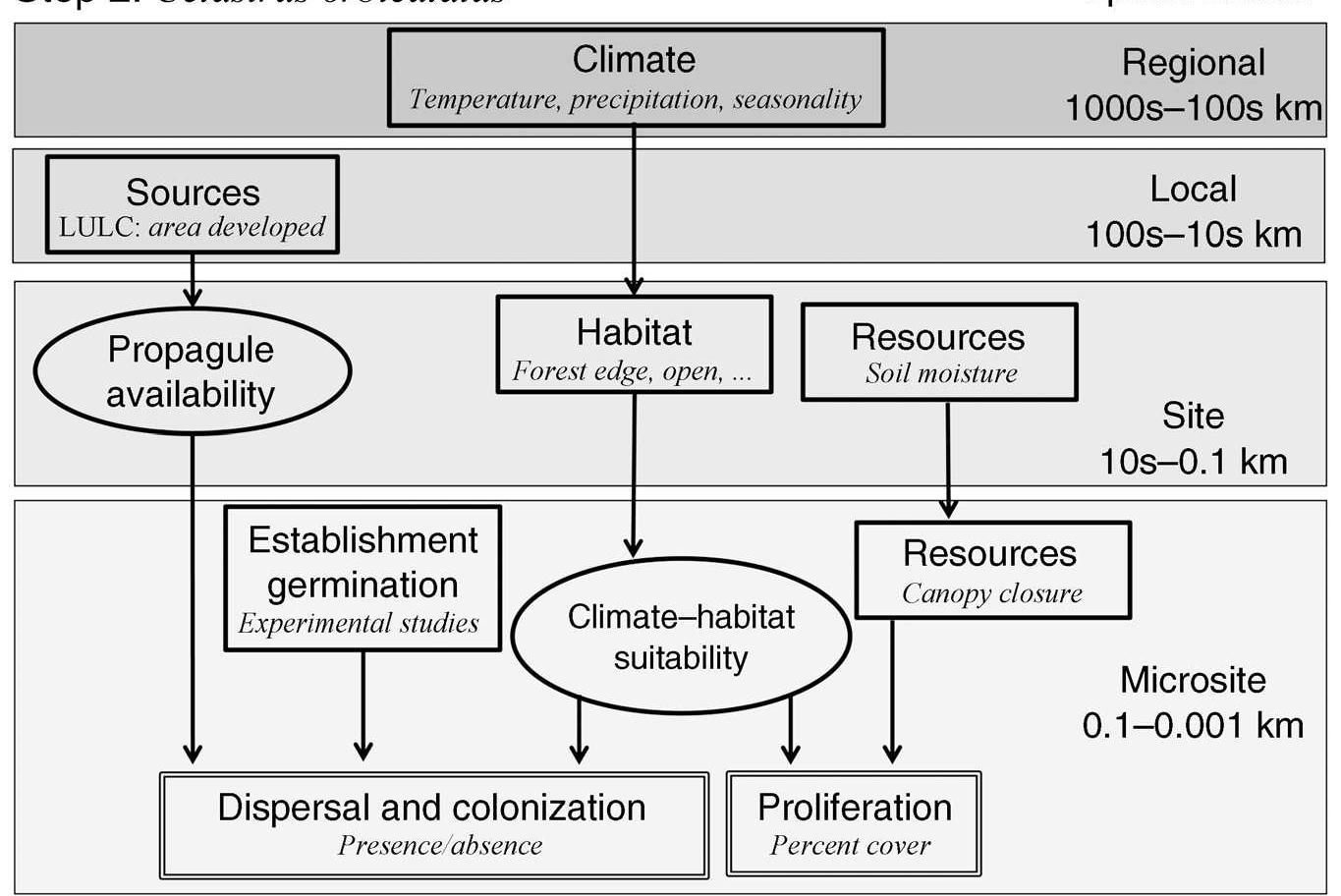 Fic. 2. Step 2. Data—model integration for the vine Celastrus orbiculatus. Boxes represent the data available (in italics; compiled in step 1) and phases of the invasive process (double outlines). Ovals represent probabilities estimated in the analysis. Arrows indicate how the different components of the model, data, processes, and output are linked across spatial scales. LULC stands for land-use—land-cover data. 