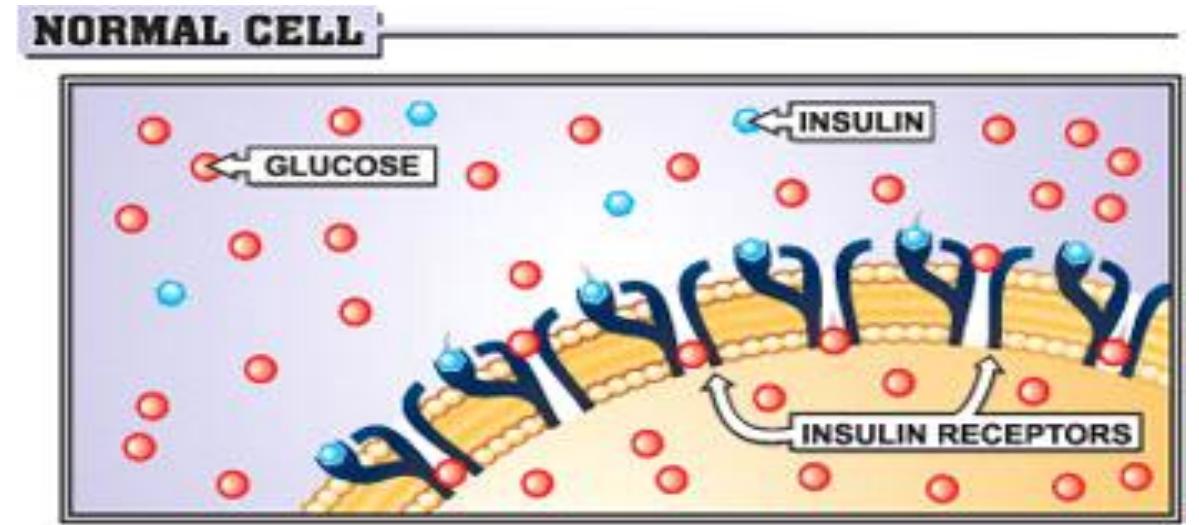 Insulin receptors in normal cell [42]