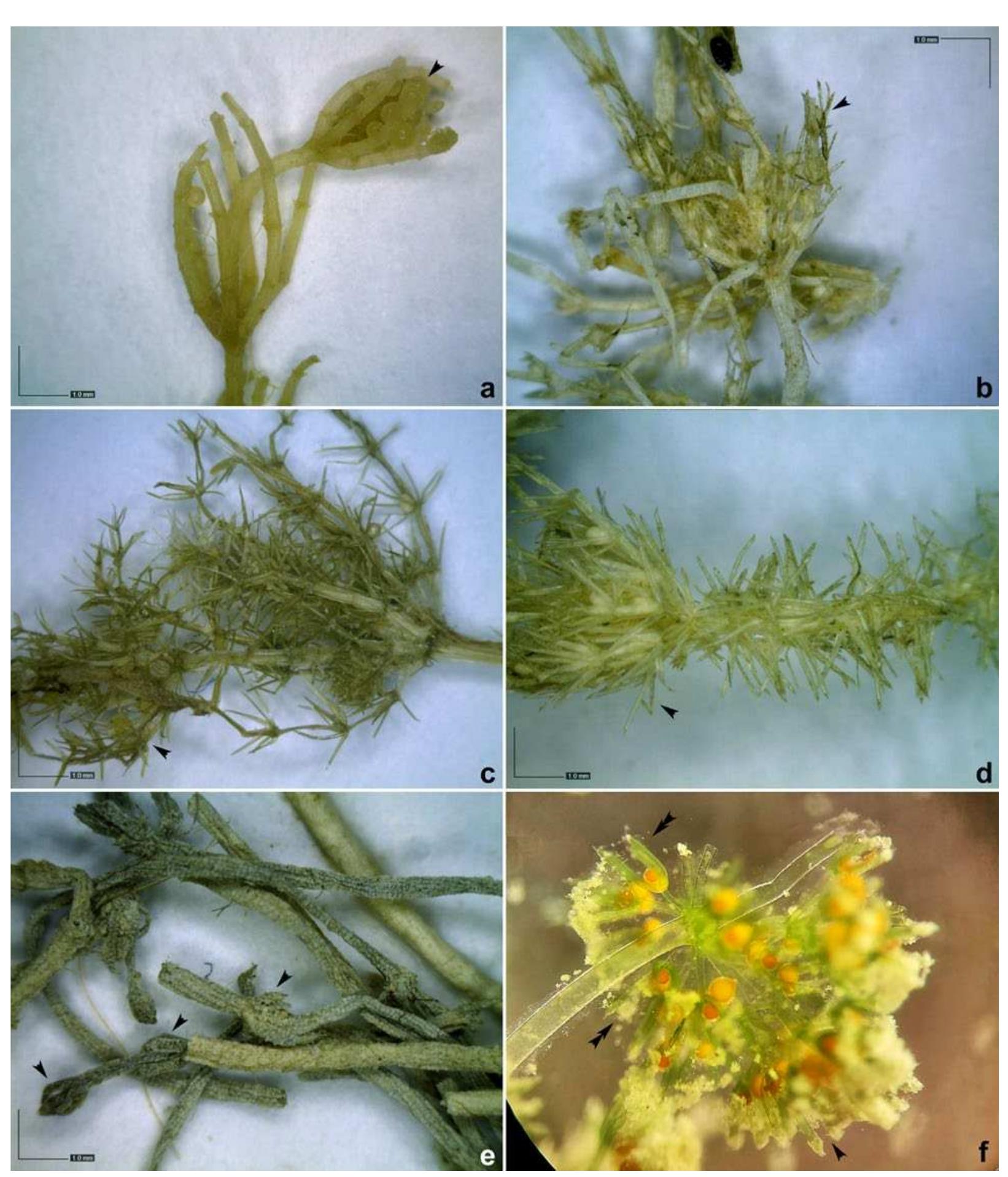 (PDF) Charophytes (Charophyceae, Charales) of South Kazakhstan ...