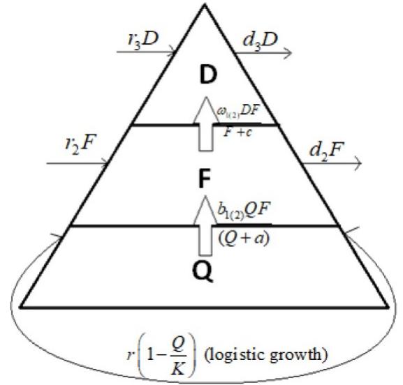 Schematic diagram for three species food model system