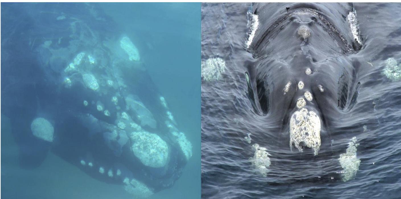 Callosity Patterns (PDF) Return rate of southern right whales (Eubalaena australis) to the ...