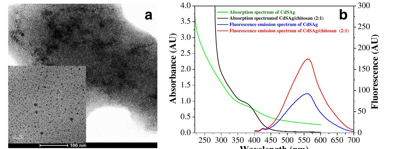 (PDF) Silver-doped CdS quantum dots incorporated into chitosan-coated ...