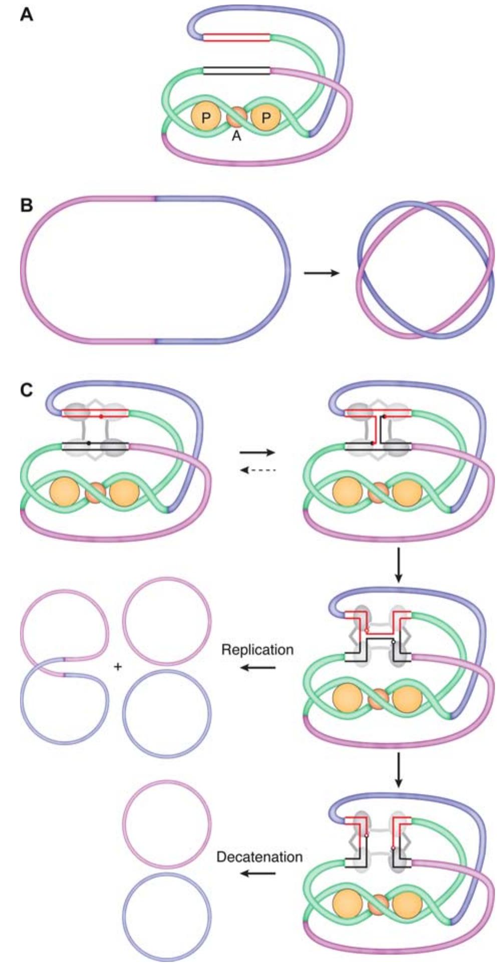 (PDF) Xer Site-Specific Recombination: Promoting Vertical and ...