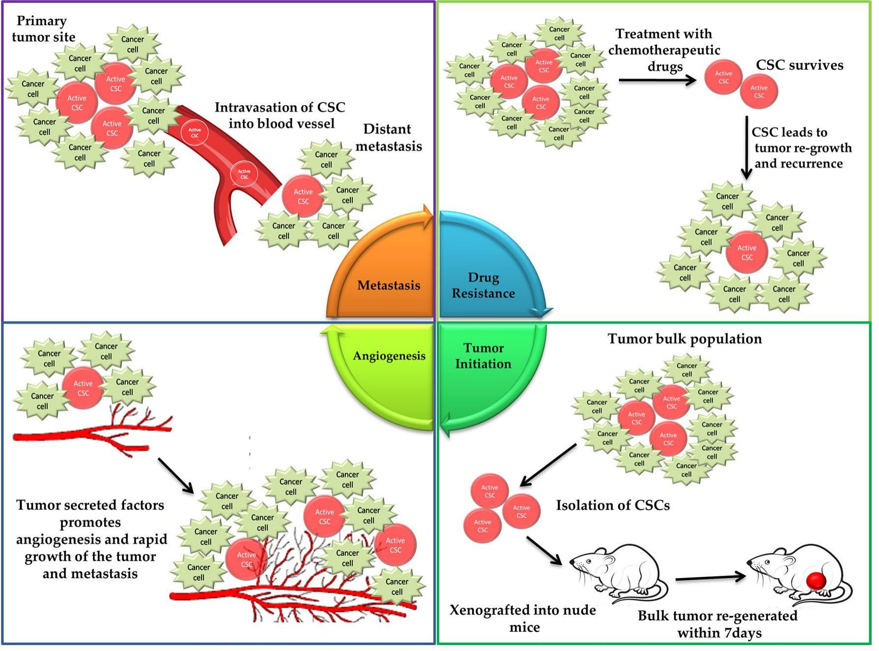 (PDF) Cancer stem cell fate determination: a nuclear phenomenon