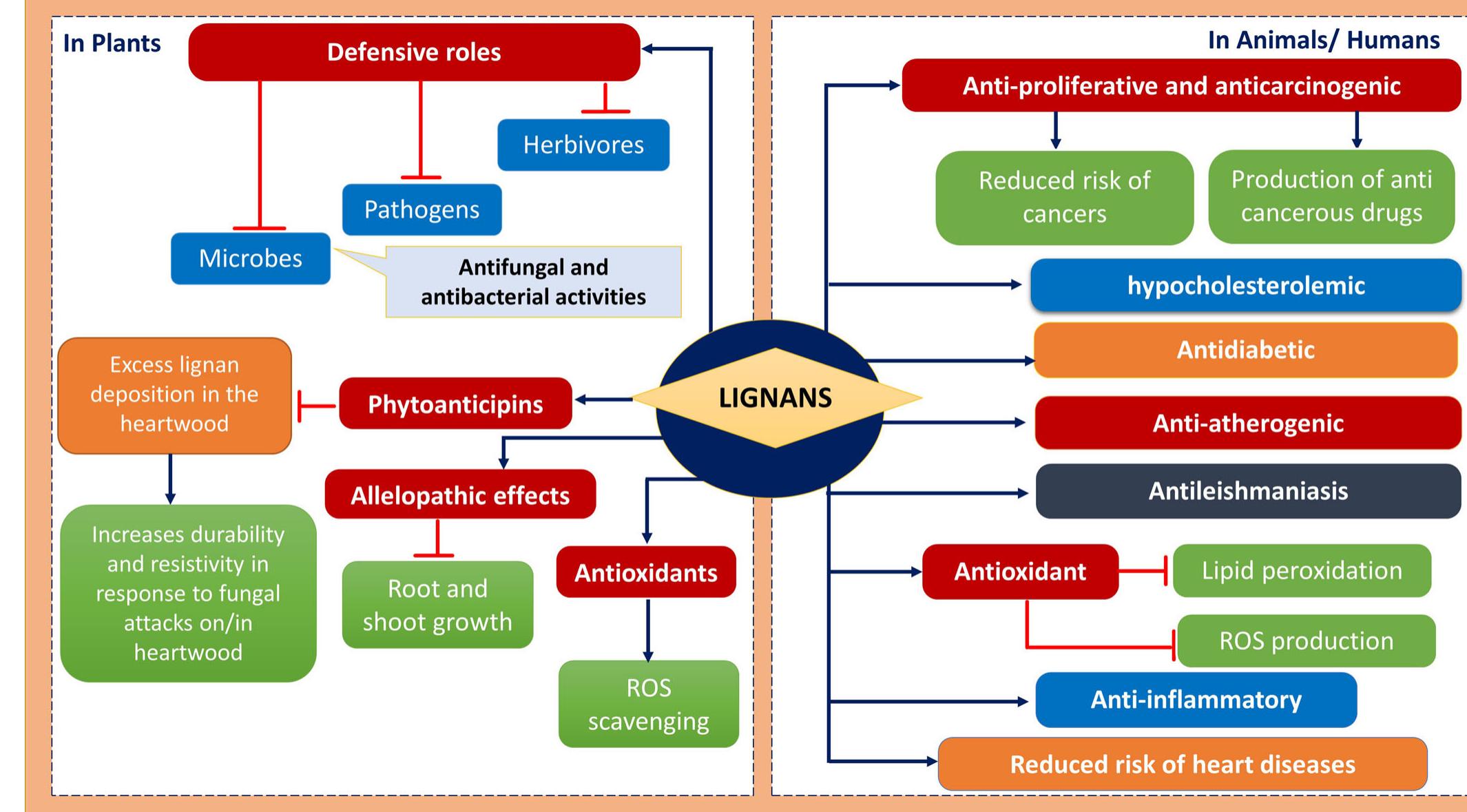 Functional spectrum of lignans in plants and animals. the
