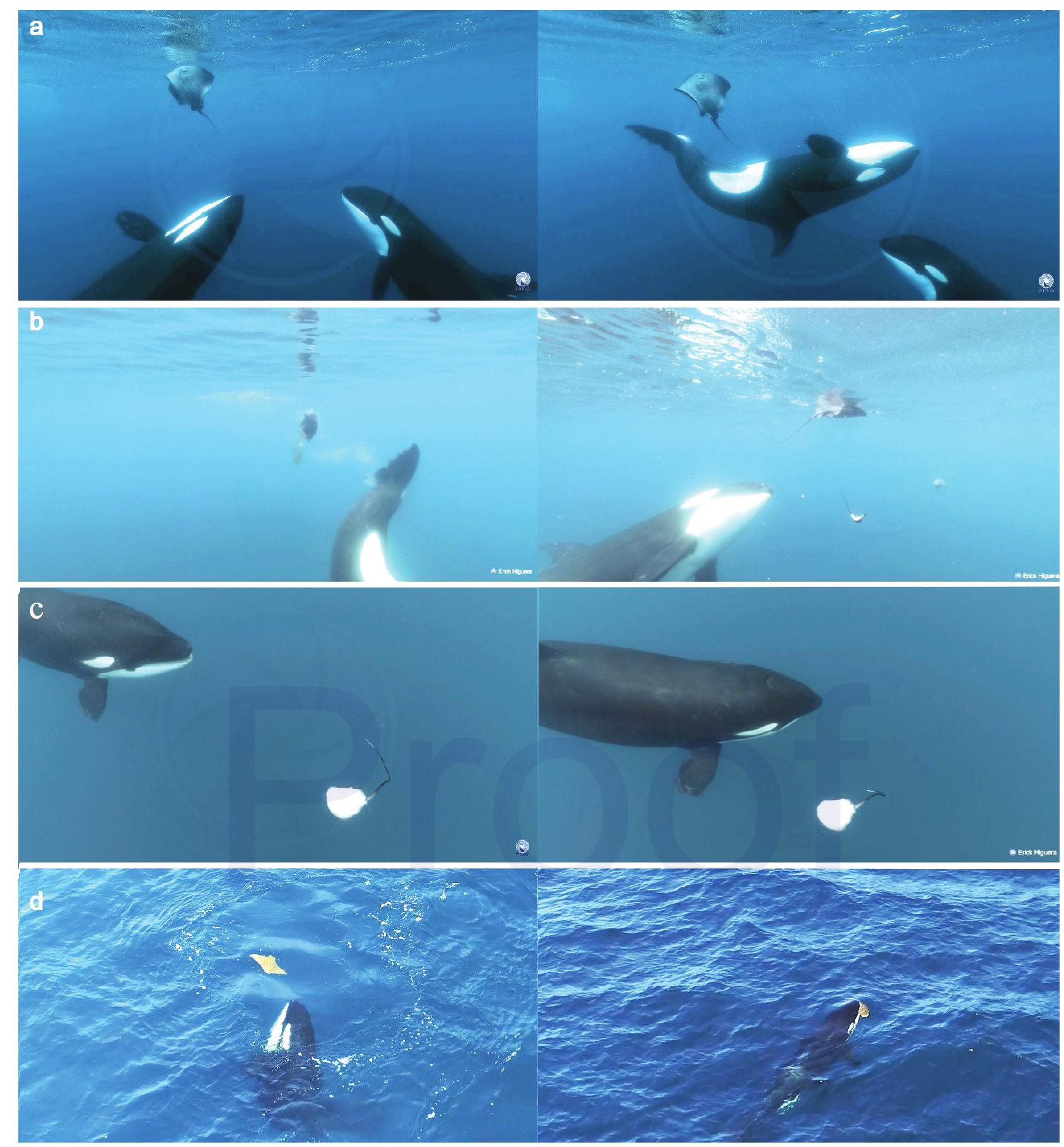 Predatory Approach Figure 4 - from Orcas (Orcinus orca) Use Different