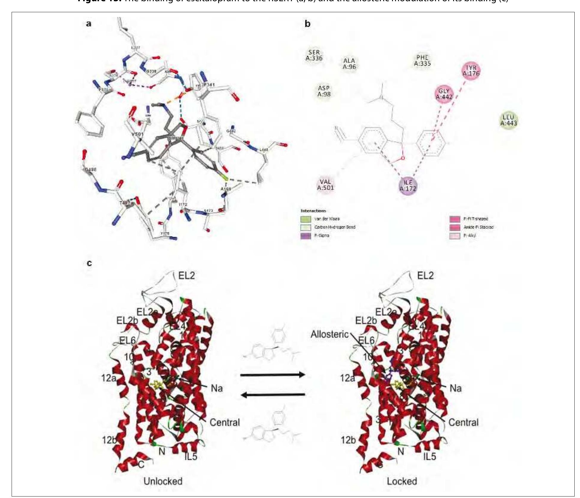 (PDF) Selective inhibition of the serotonin transporter in the ...