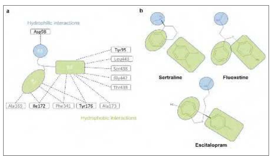 (PDF) Selective inhibition of the serotonin transporter in the ...