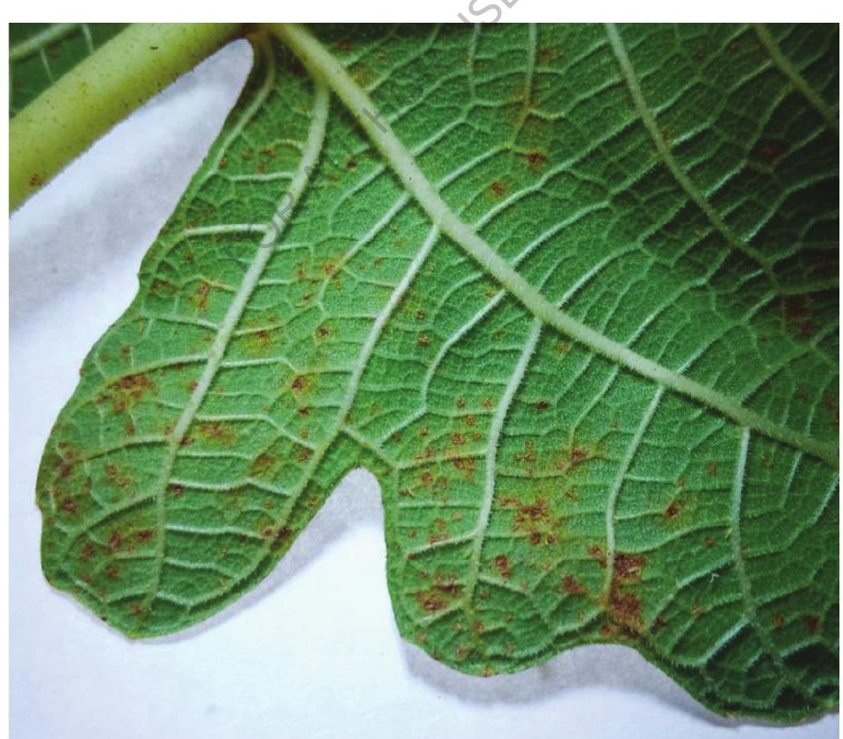 (PDF) Pests and Diseases of Ficus sp. In Malaysia