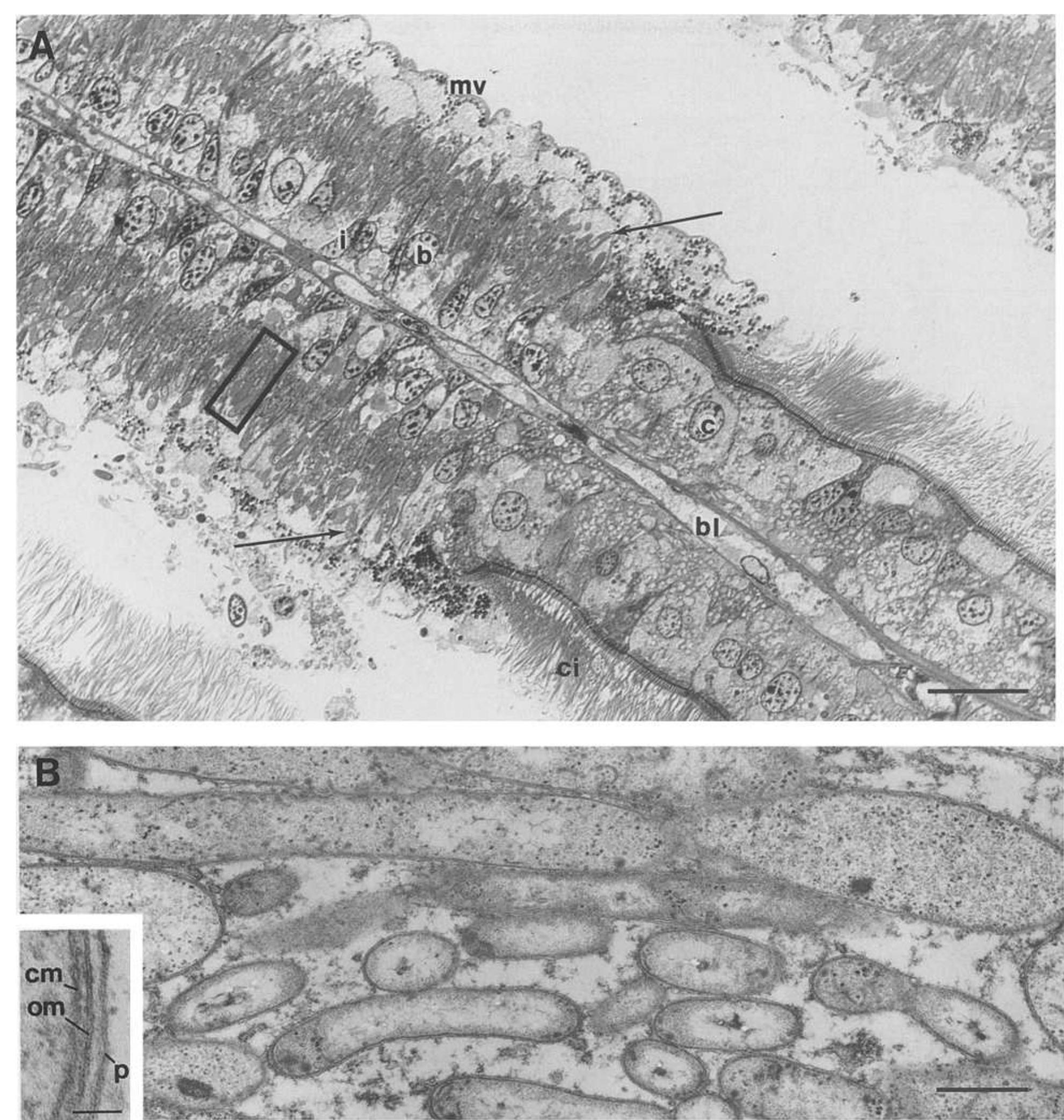 (PDF) Characterization and site description of Solemya borealis ...