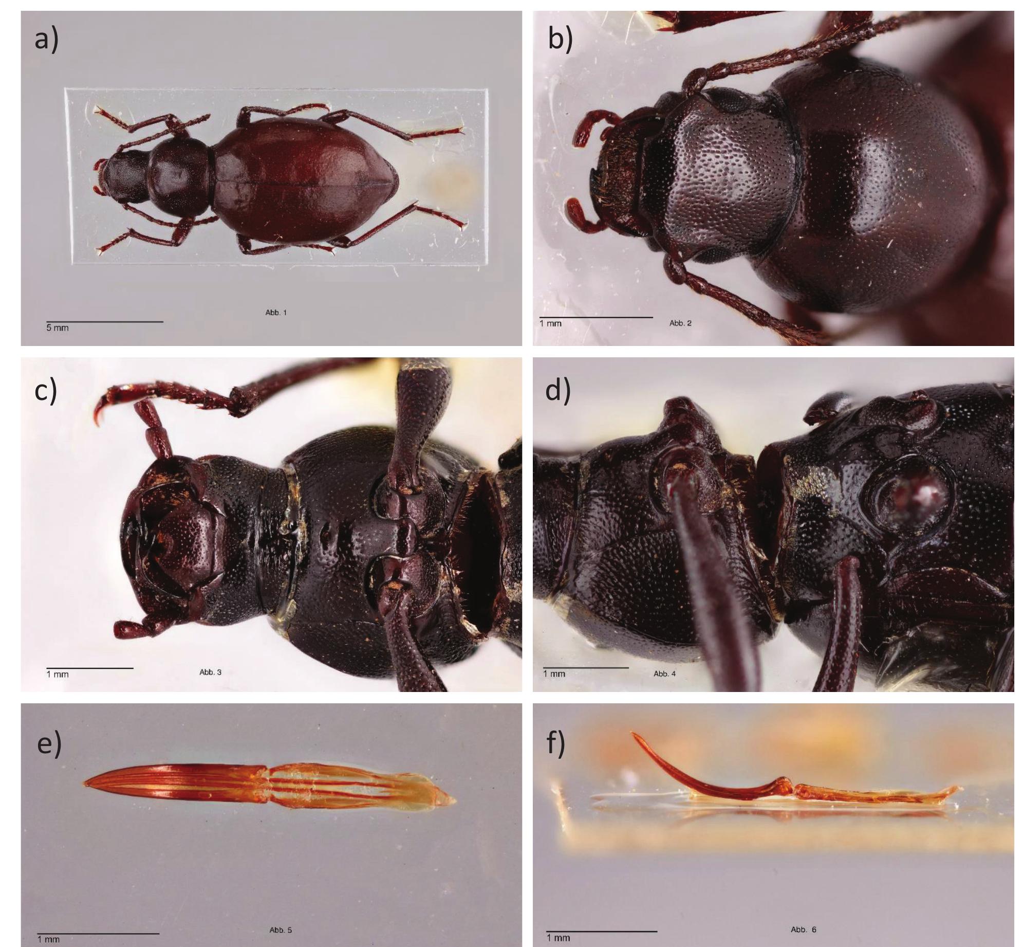(PDF) A new species and subspecies of the darkling beetle genus ...
