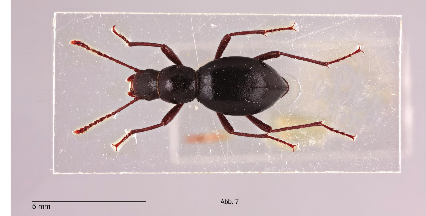 (PDF) A new species and subspecies of the darkling beetle genus ...