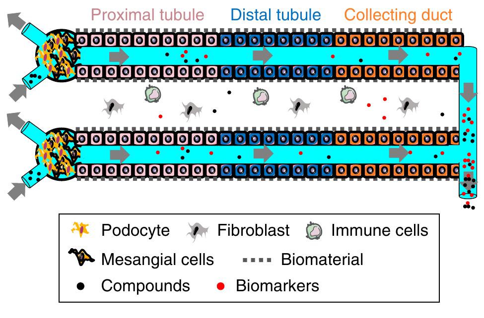 (PDF) Functional Drug Screening using Kidney Cells On-A-Chip: Advances ...