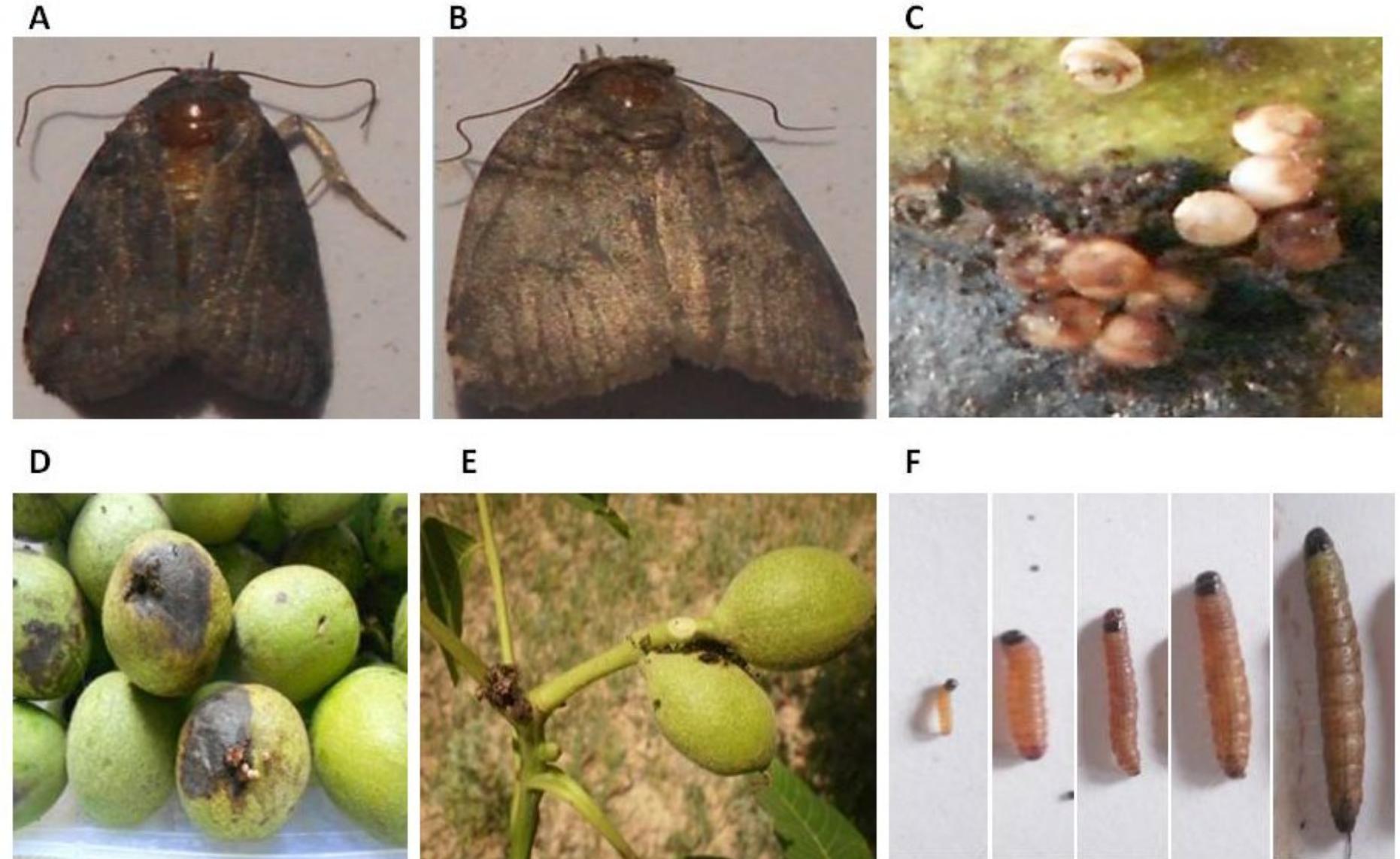 Bimalya Insect (PDF) Biology and damage of Asian walnut moth, Garella musculana ...
