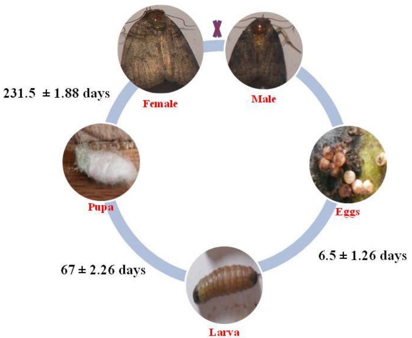 Bimalya Insect (PDF) Biology and damage of Asian walnut moth, Garella musculana ...