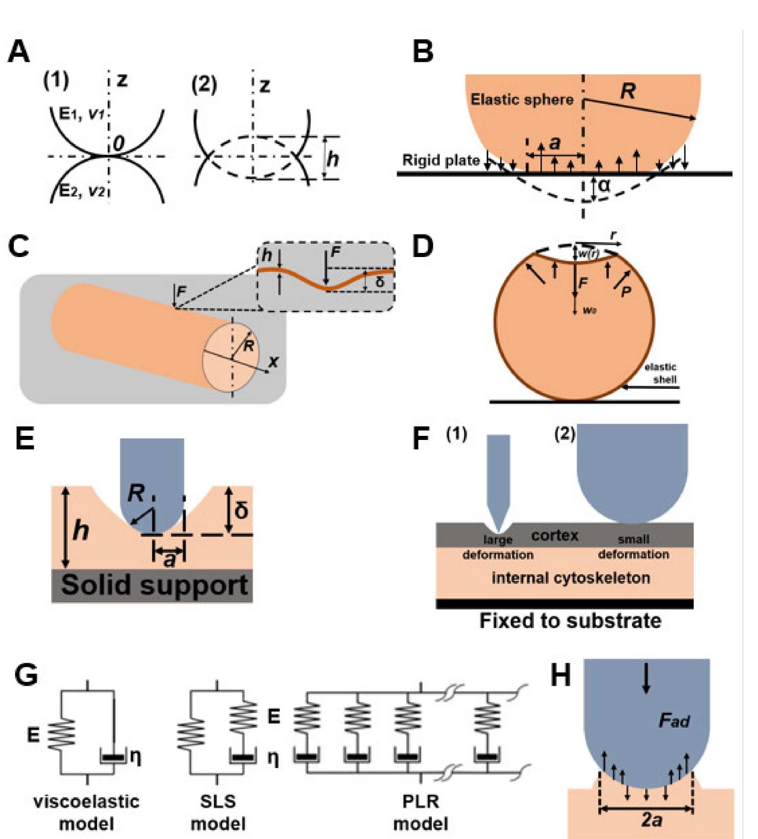 (PDF) Analytical Models for Measuring the Mechanical Properties of Yeast