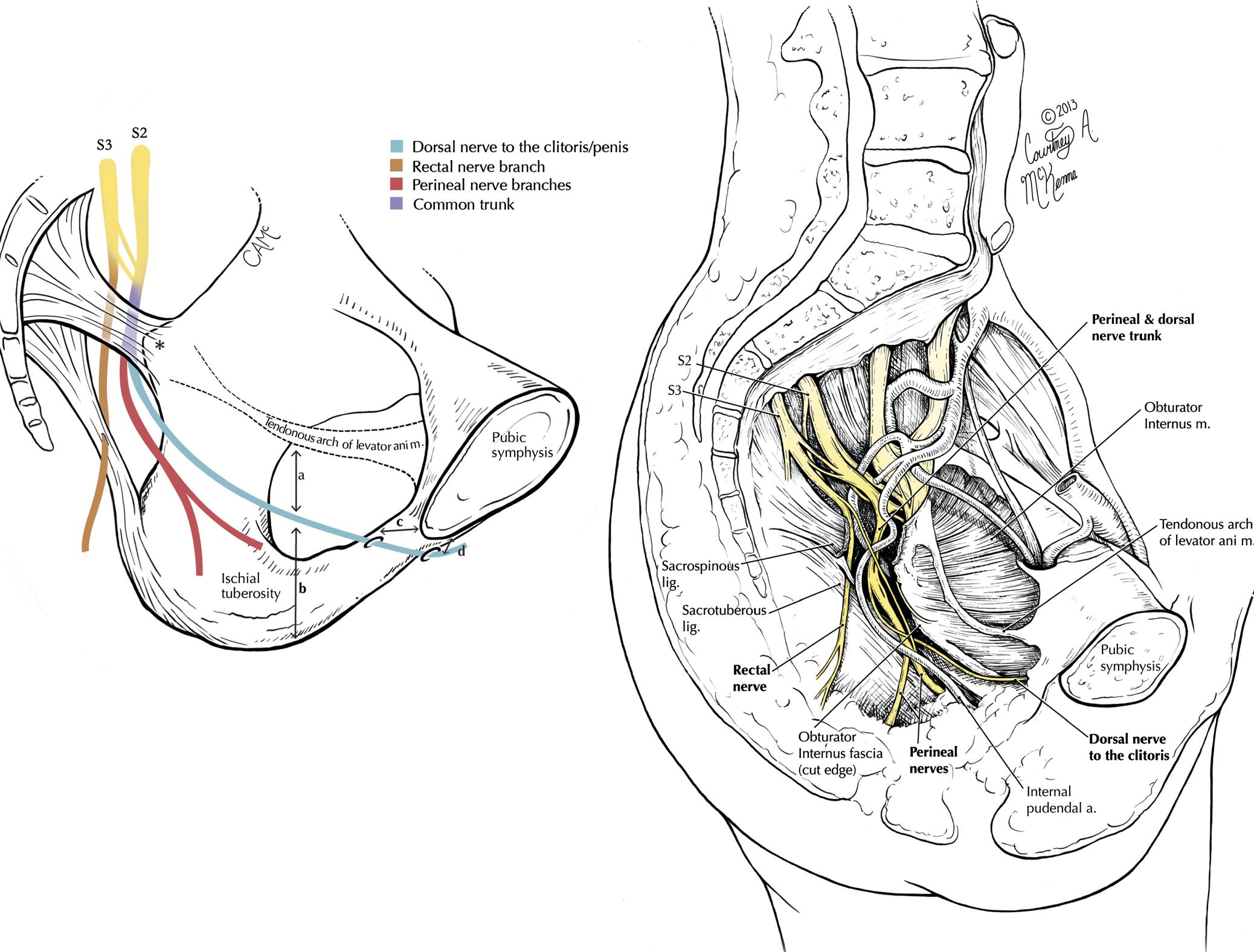Perineal Innervation The perineal branches and dorsal nerve to the clitoris