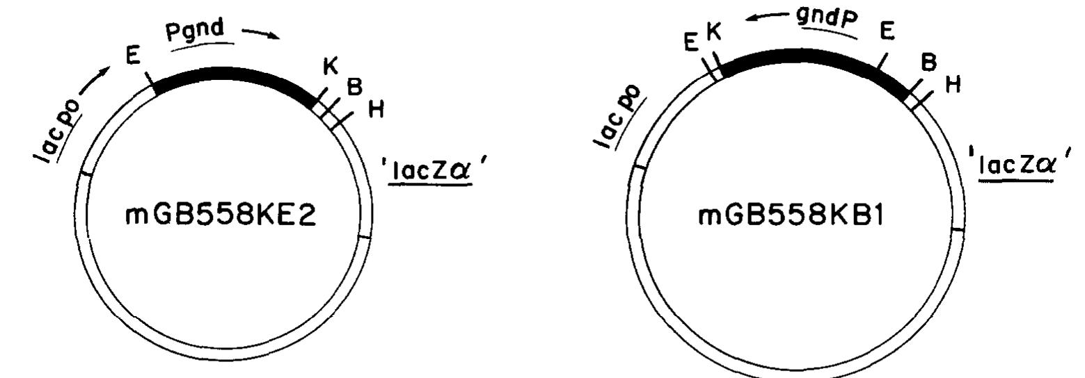 (PDF) A method for unidirectional deletion mutagenesis with application ...