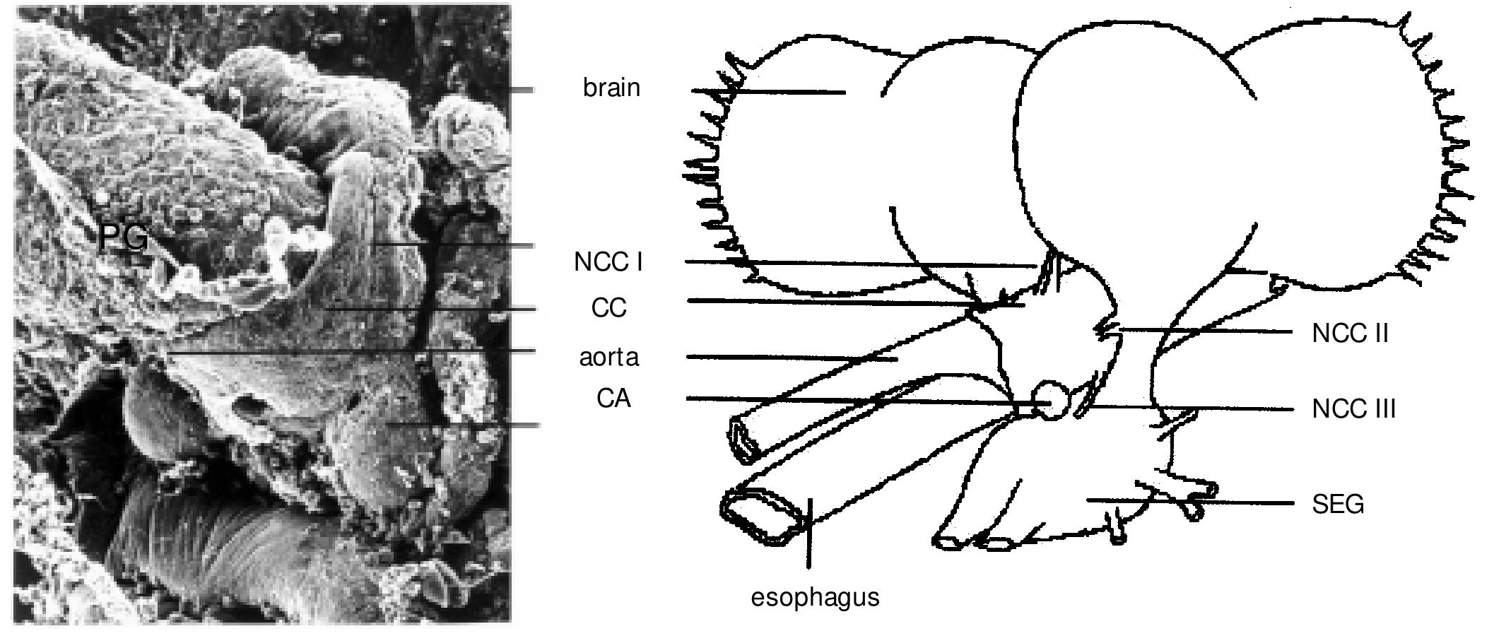 Aorta Insect (PDF) Insect juvenile hormone: from