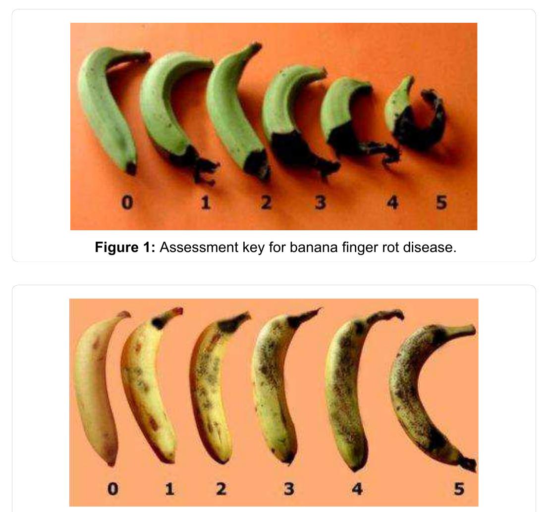 (PDF) Management of Banana (Musa Paradisiaca 1 L) Fruit Rot Diseases ...