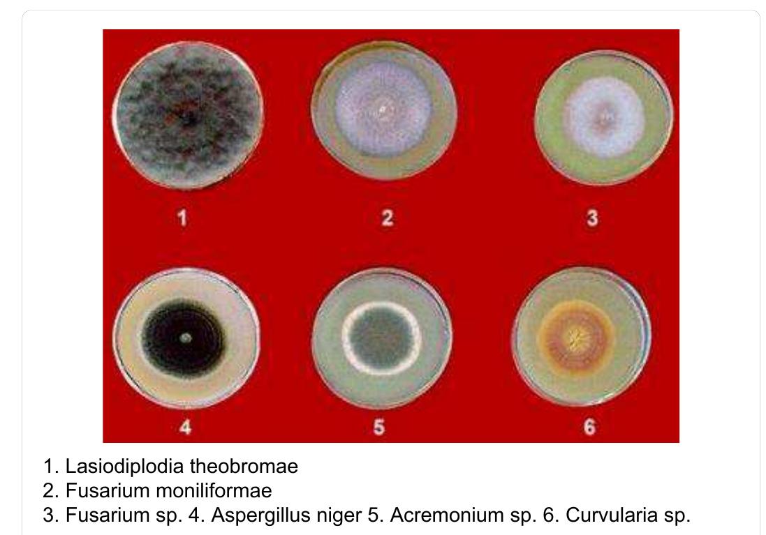 (PDF) Management of Banana (Musa Paradisiaca 1 L) Fruit Rot Diseases ...