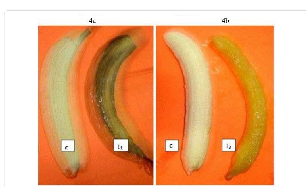 (PDF) Management of Banana (Musa Paradisiaca 1 L) Fruit Rot Diseases ...
