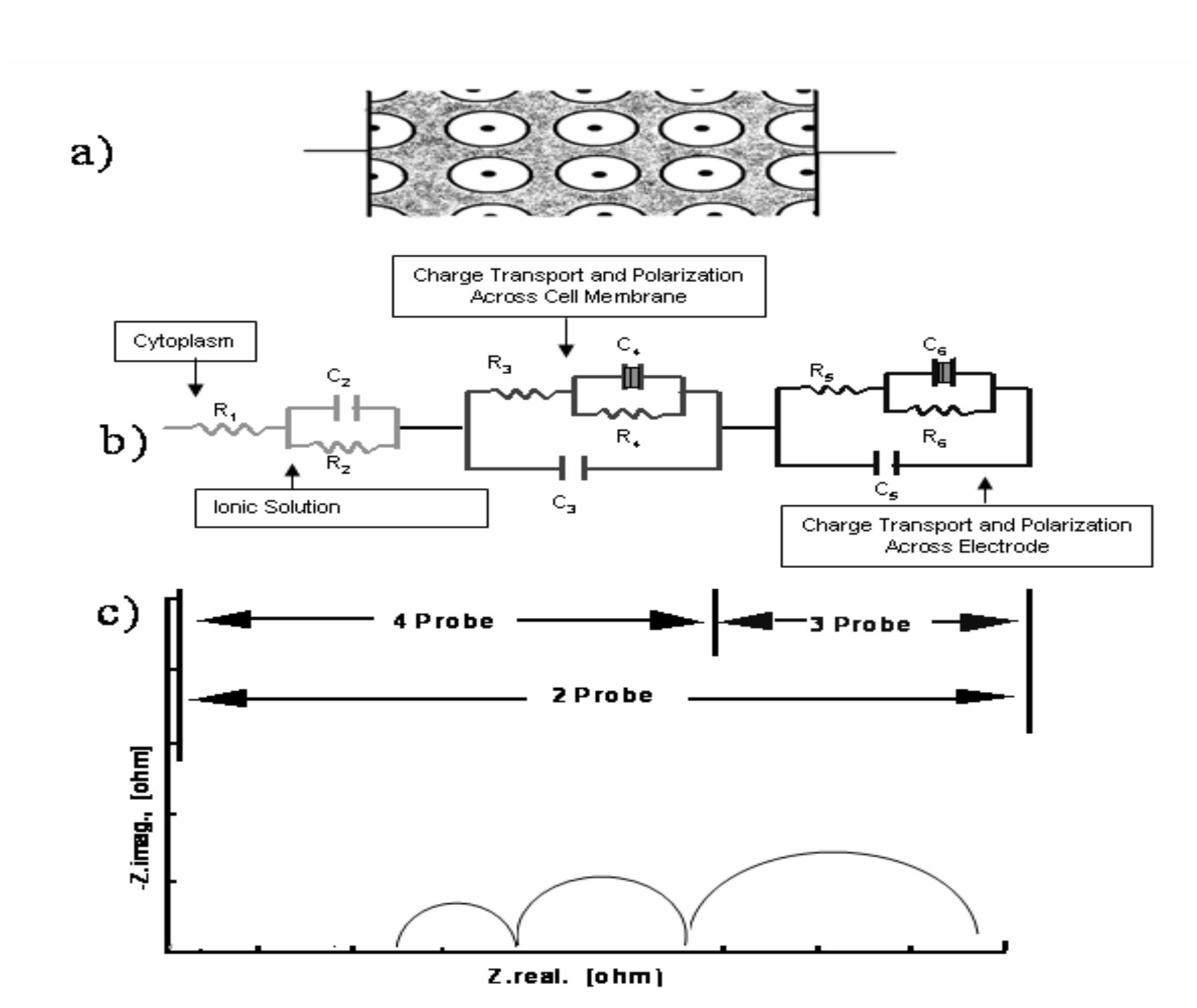 (PDF) A complete electrical equivalent circuit model for biological cell