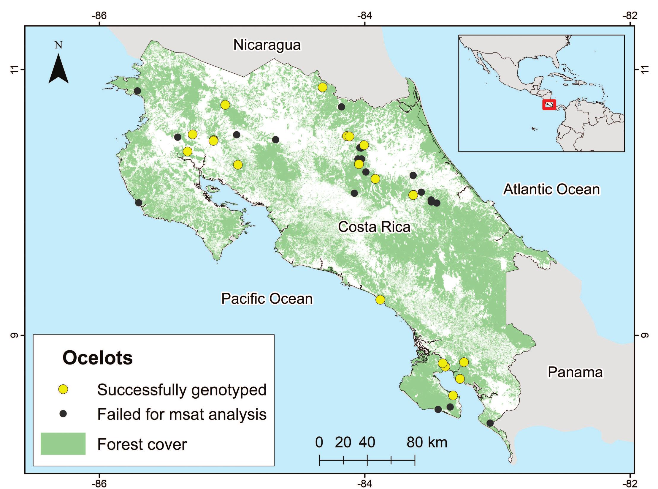 Ocelot Distribution Map (PDF) Genetic diversity and population structure for ocelots (Leopardus ...