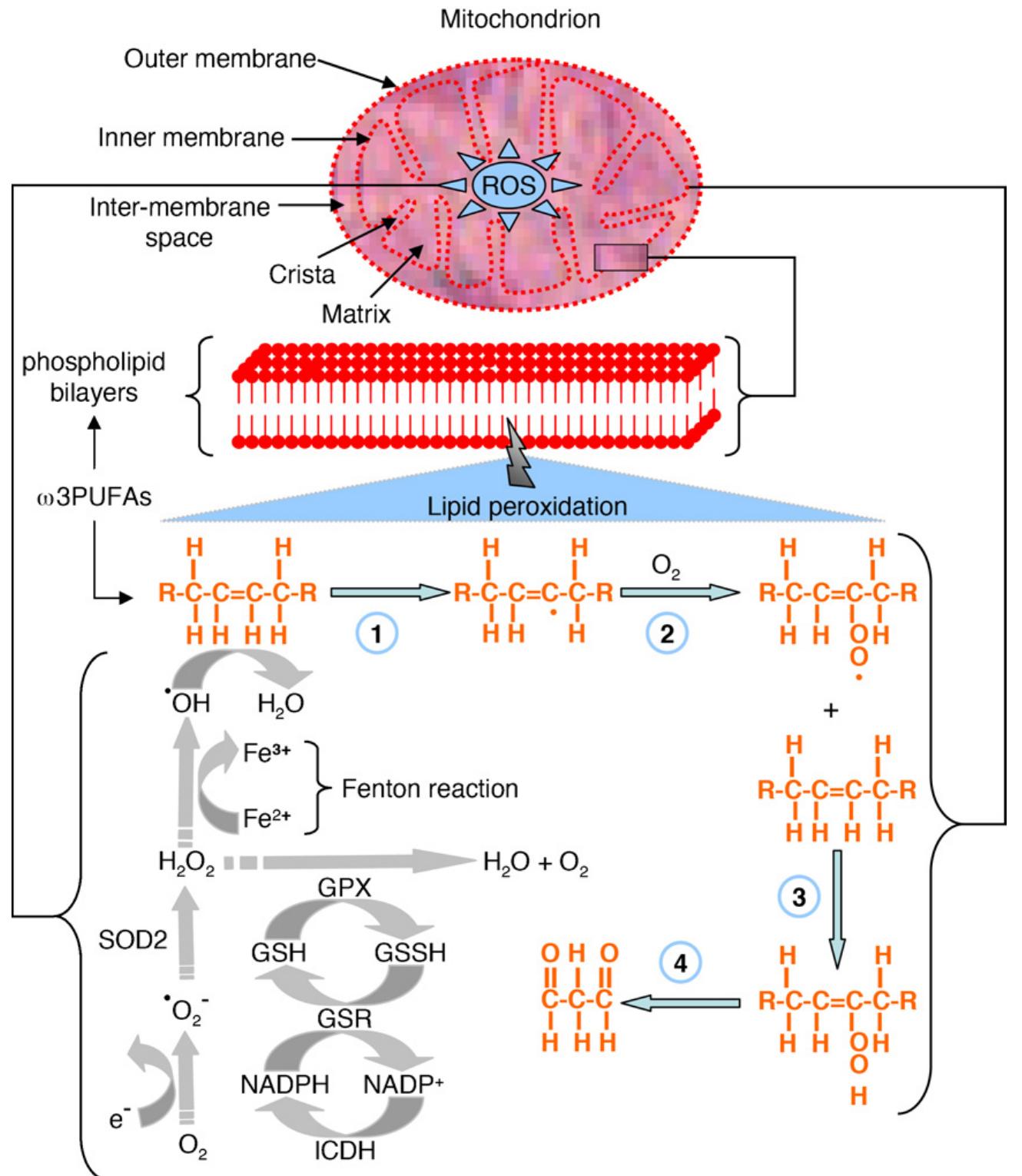 Gpx O2 (PDF) Mitochondria: Omega-3 in the route of mitochondrial reactive ...
