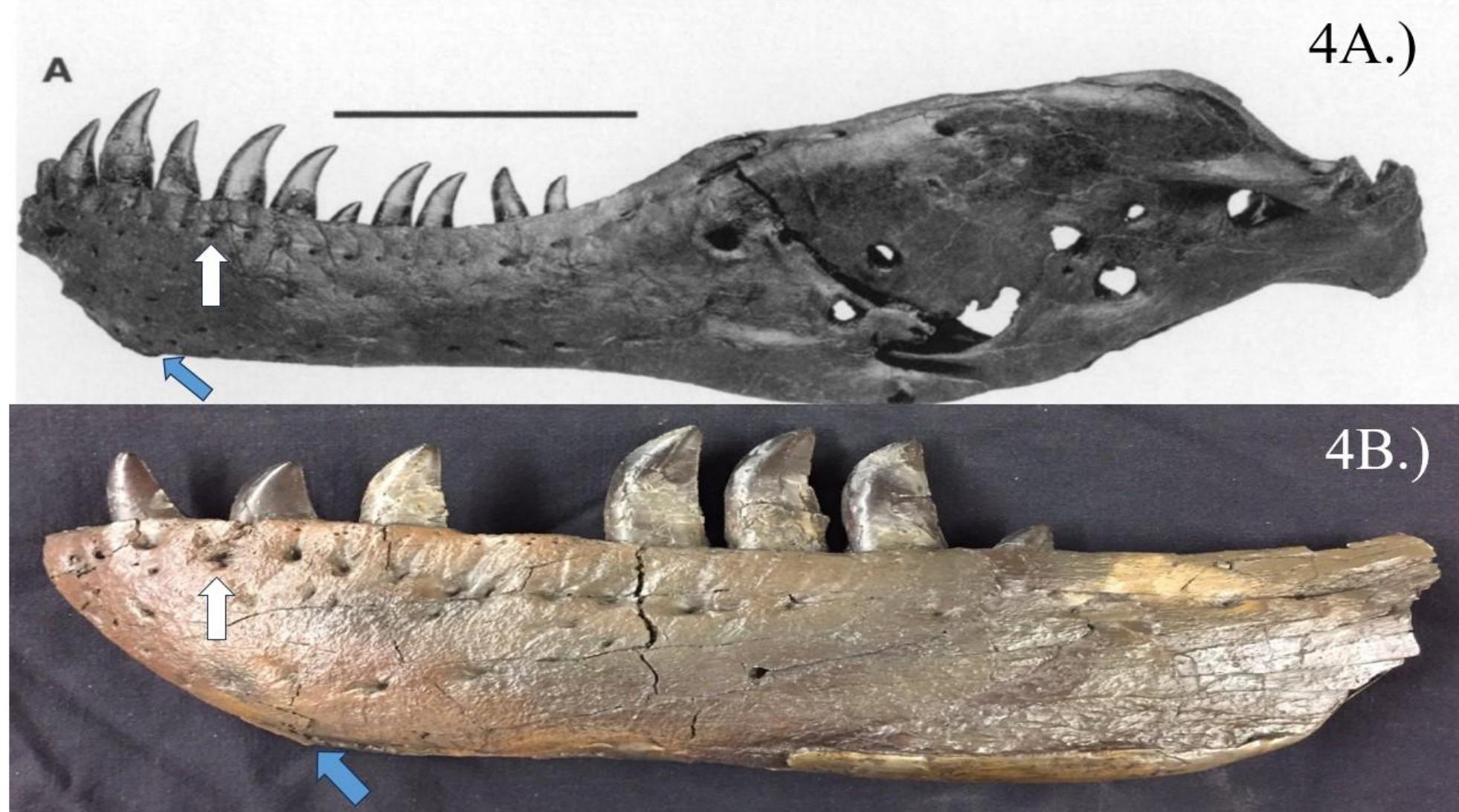 (PDF) A Description of the Baby T. rex Specimen BHI 6439