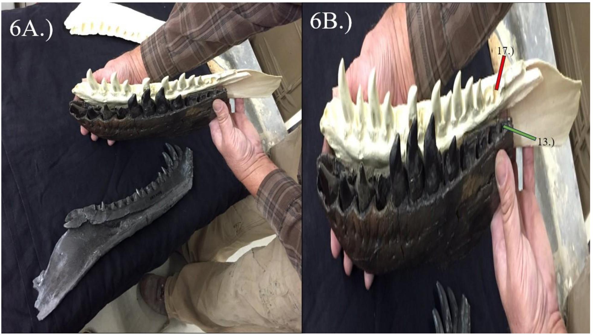 Figure 6 - from A Description of the Baby T. rex Specimen