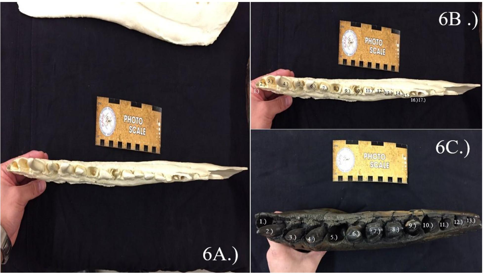 (PDF) A Description of the Baby T. rex Specimen BHI 6439